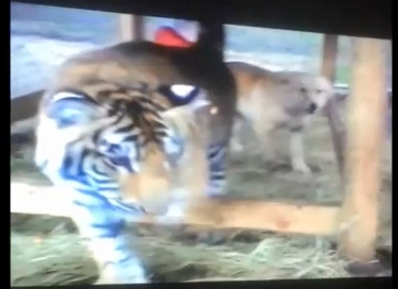tiger